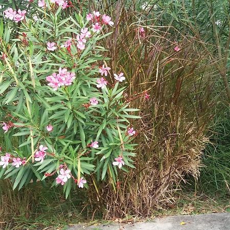 Comfy Home-Tropical Garden & 5 Min Walk To Beach Tamarin Exterior photo