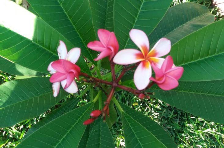 Comfy Home-Tropical Garden & 5 Min Walk To Beach Tamarin Exterior photo