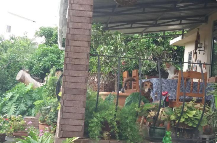 Comfy Home-Tropical Garden & 5 Min Walk To Beach Tamarin Exterior photo